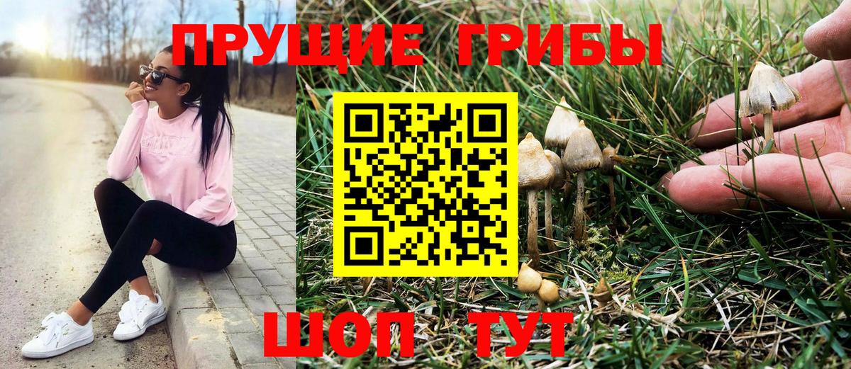 Котельники  Галлюциногенные грибы Psilocybe  Вход с VPN 
